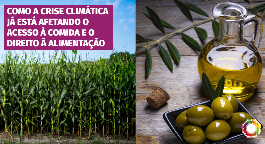 Como a crise climática afeta o acesso à comida